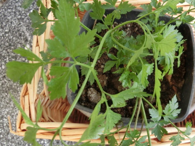 Frisches Grün einer Wurzelpetersilie