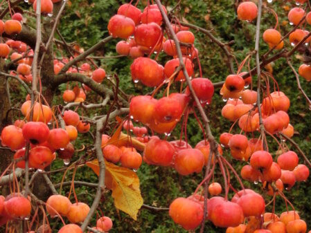 Leuchtende Zieräpfelchen mit Wassertropfen