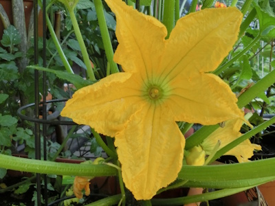 Die große und gelbe Blüte der Zucchini wird zum Blickfang auf der Terrasse. 
